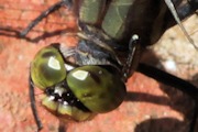 Green Skimmer (Orthetrum serapia)